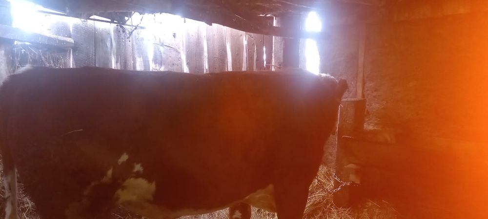 Продам бычков.  .