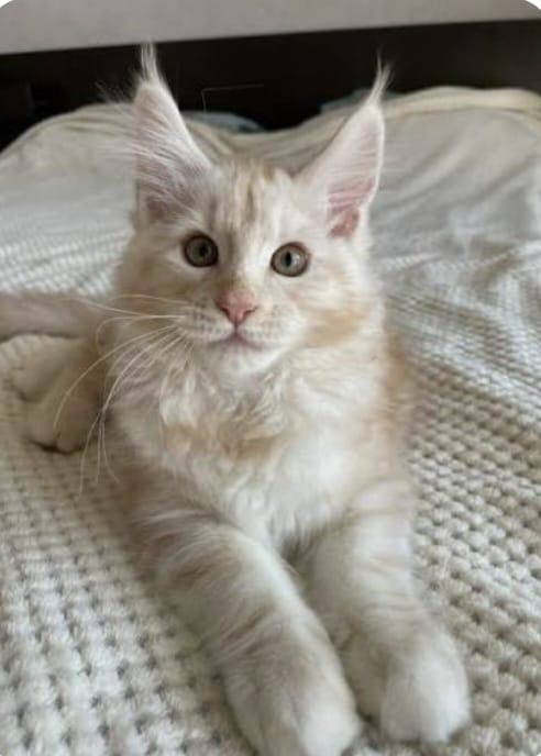 Котята Мейн кун