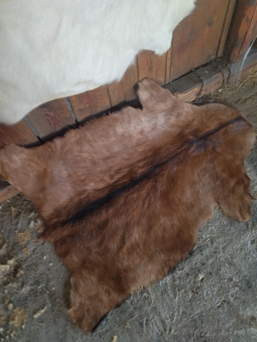 Vând blana/piele tăbăcită de capră alpină franceză și sannen