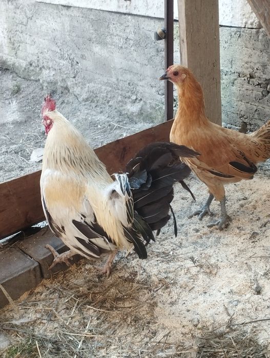 Продам пару карлика