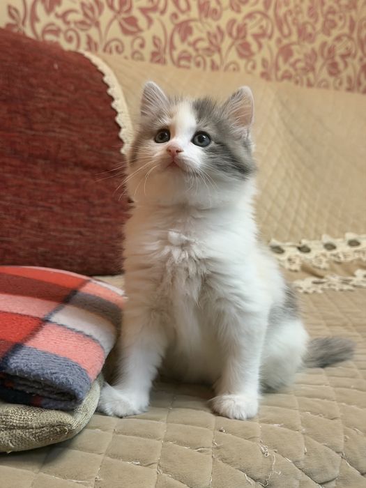 Сибирские котята