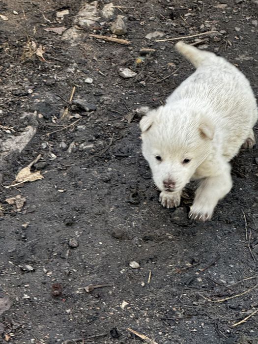 Отдам даром щенков