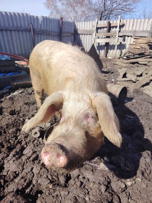 Продам кабан хряк рабочий