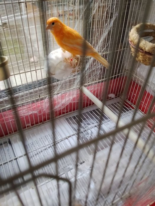 Sotiladi shmel moda ishlamagan hali