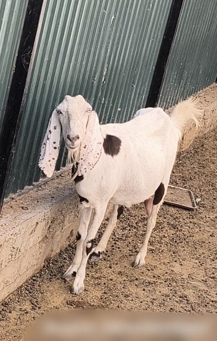 Битал ешкилер сатылады