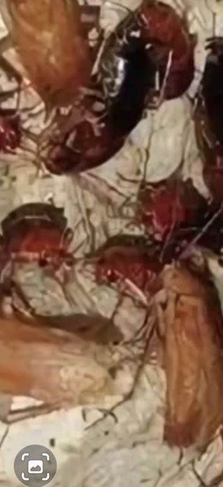 Продам кормовых туркменских тараканов.