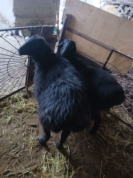 Ona bola qazoqi qoylar sotiladi