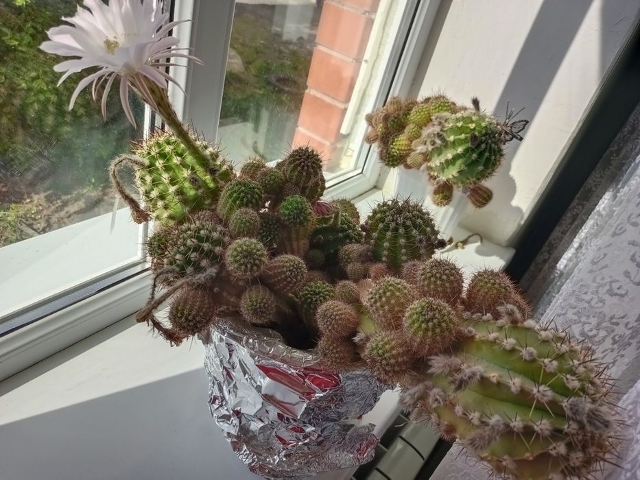 Продам цветущий кактус