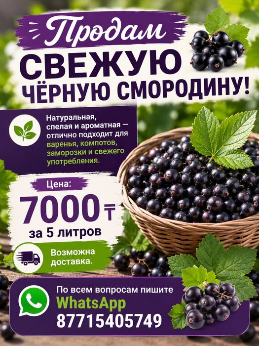 Продам черную смородину