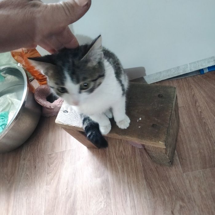 Отдам катонка даром