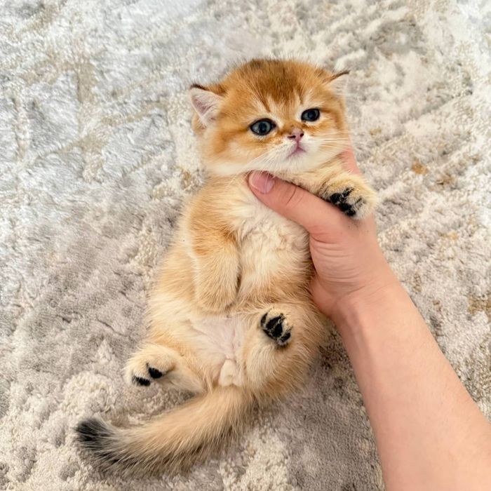 Золотая Шиншила Ny 11