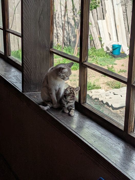 Отдам двух котят