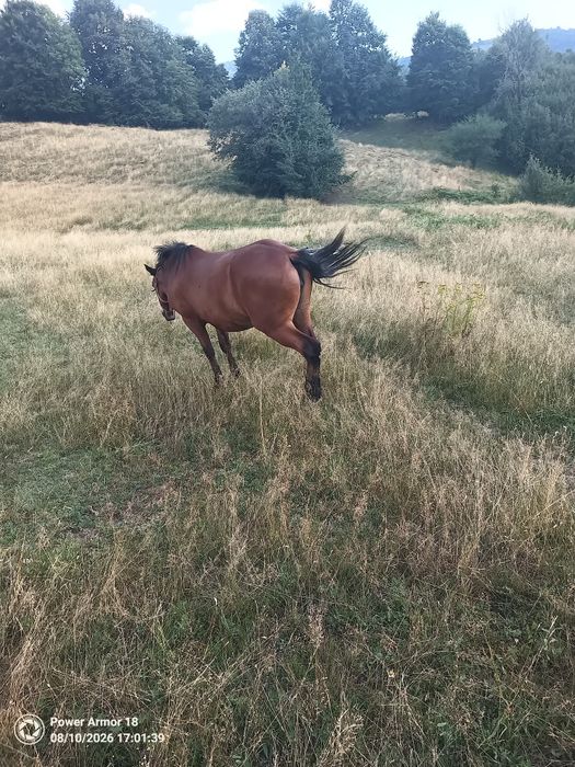 Iapă de vânzare de 2 ani