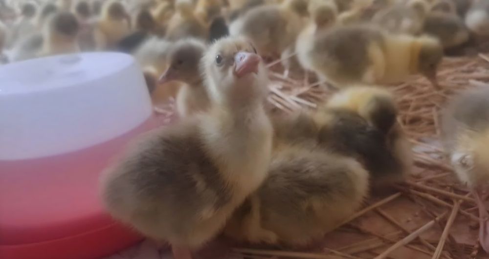 Vând Boboci de Gasca de Rata Normala si Muta  .Trimit în tara!