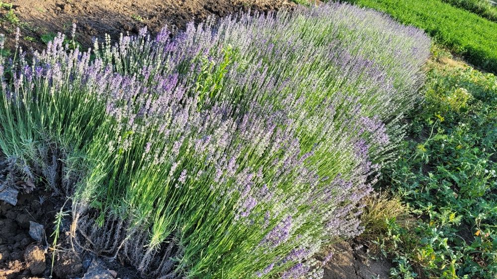 Tufe Butasi Lavanda mari și frumoși - Bucuresti