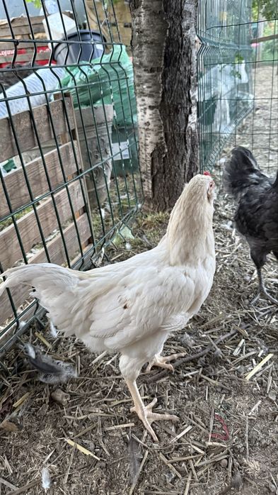 Cocosi Ameraucana