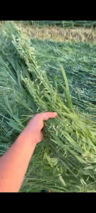 Shimba locatia semi siloz ovăz negru si lucernă