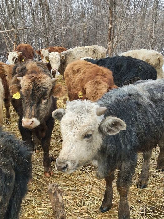 Продам Бычков породы гелефорд