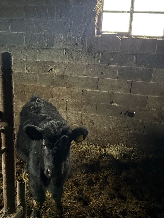 Tăuraş aberdeen angus
