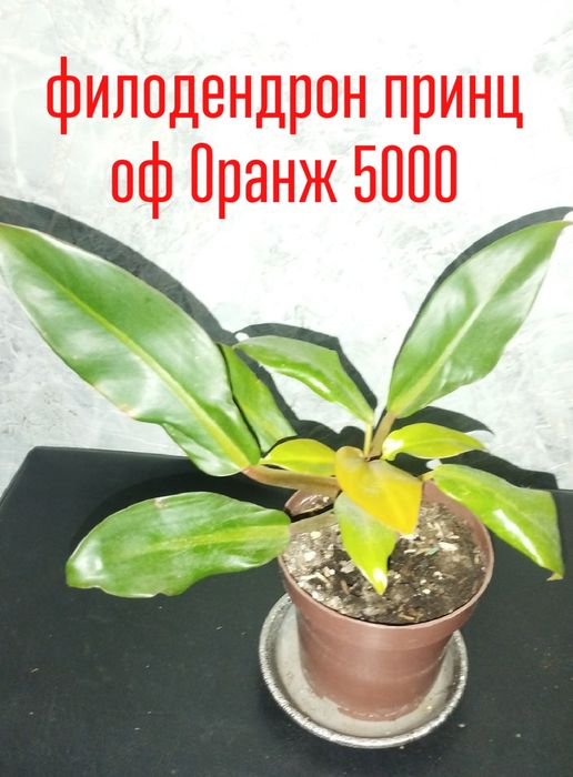 Цветы  комнатные