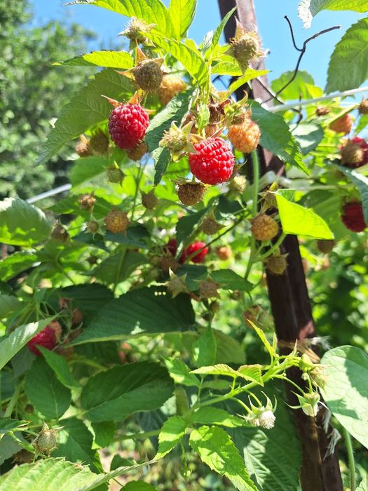 Саженцы Малины Полька