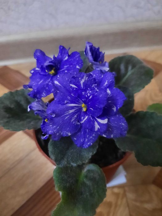 Продаются фиалки