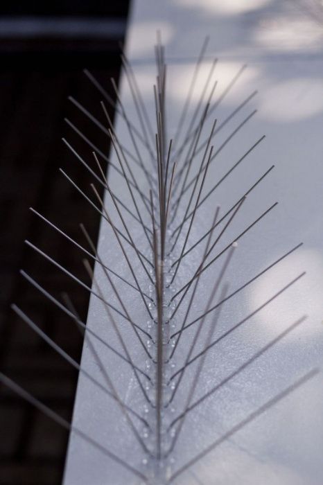 Шипове против лястовици и гълъби