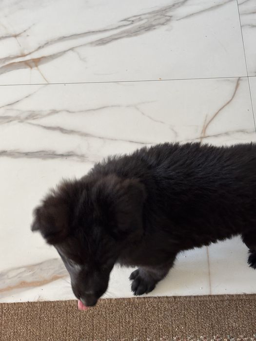 Pui ciobanesc german negru cu blana lunga cu Pedigree