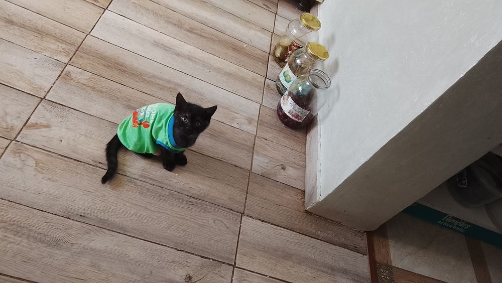 Кот на вязку опытный кот