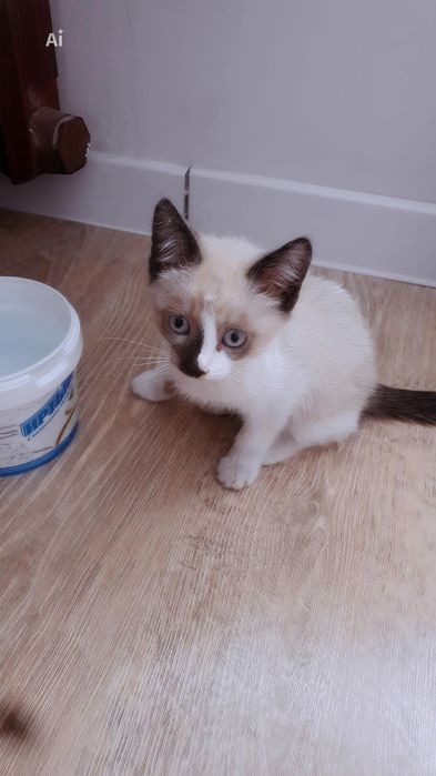 Котята  мальчики 2 месяца