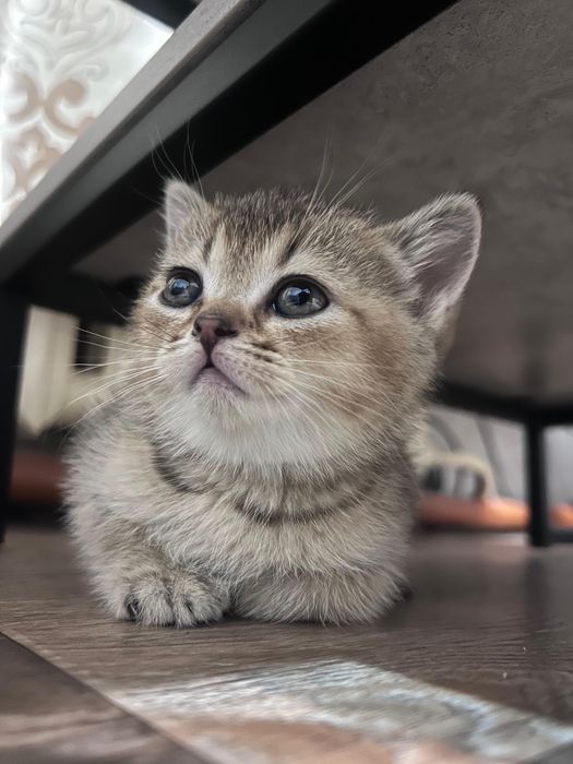 Чистокровные котята