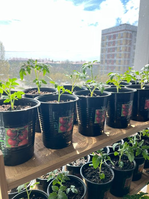 Проадю расаду испанский вид де бардо красны