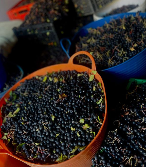 Suc de Aronia presat la rece