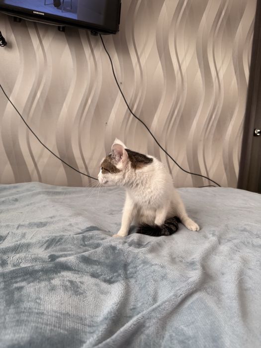 Отдам кошку ДЖЕССИКУ