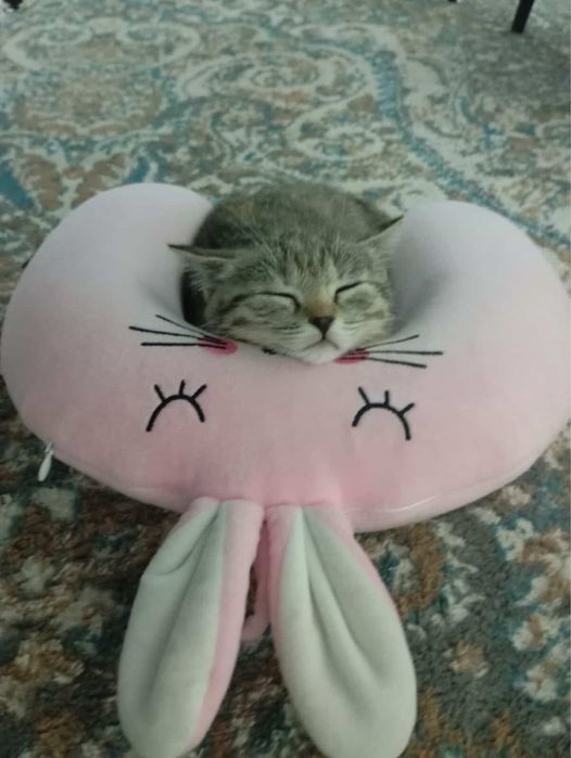 Очаровательная кошечка (3 мес) в добрые руки