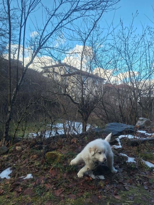 Каракачанско кученце