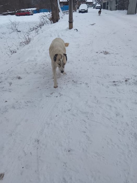 Отдам Алабая срочно