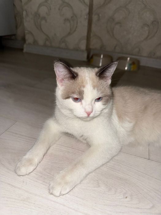 Кошка порода Рэгдолл