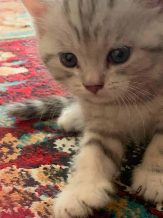 британская тигровая шиншилла (котята)