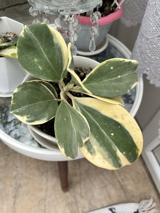 Комнатные цветы и отростки