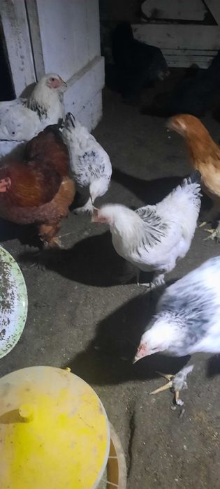 Продам молодых курочек и петушков