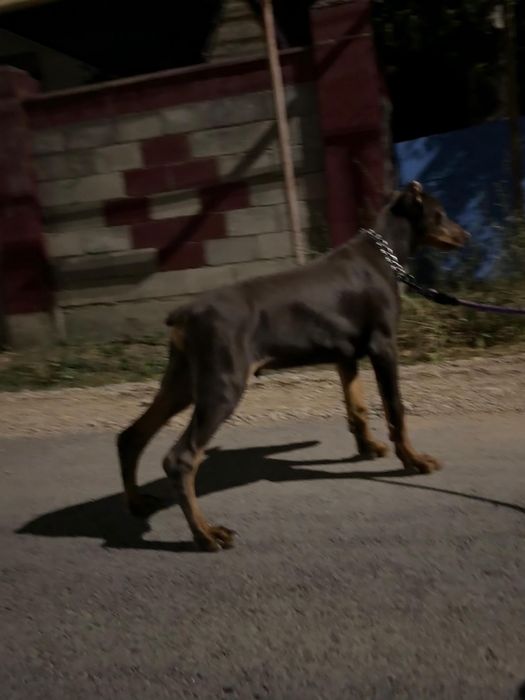 Продам добермана