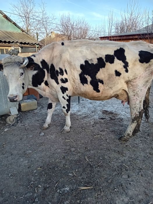 Vând 4 vaci în Ștefănești,Călărași