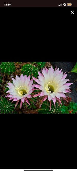 Компьютерный кактус!