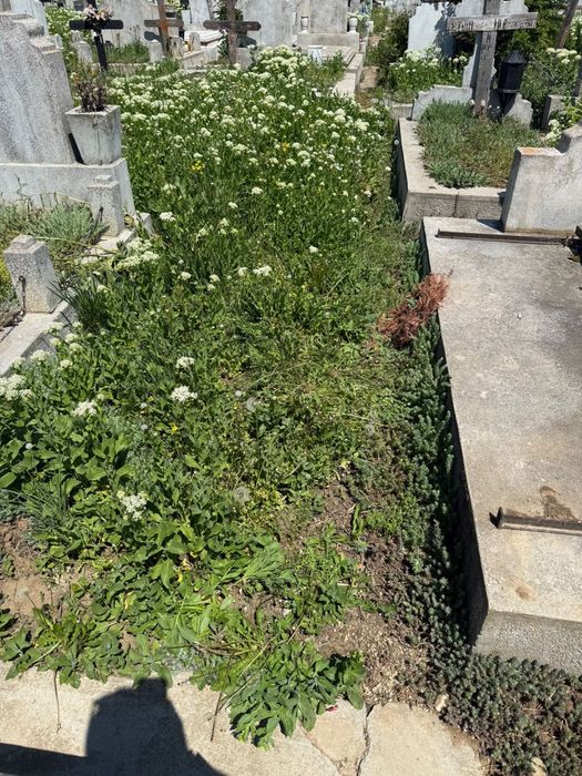 Cavou cu 6 locuri ,cimitir privat ,Măgurele uman