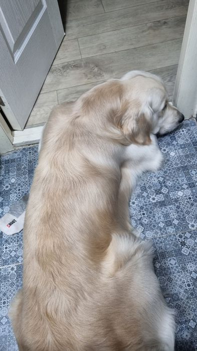 Вязка золотистого ретривера .