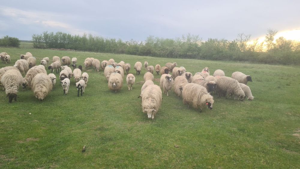 Oi tinere de vanzare