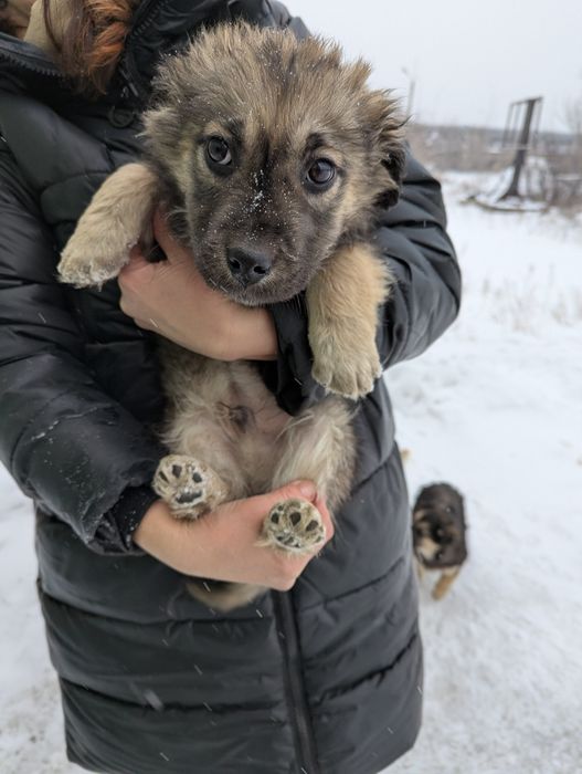 Даорю щенков в добрые руки