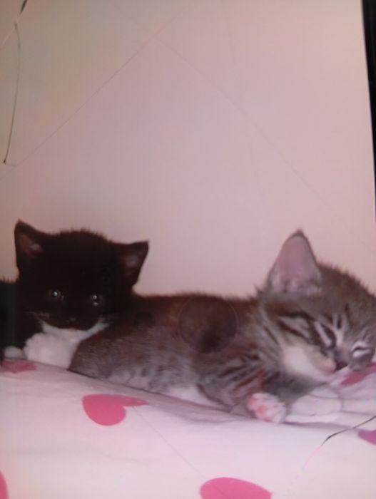 Котята отдам в добрые руки