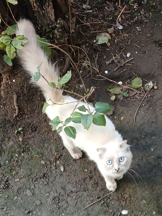 Кошечка в Добрые руки